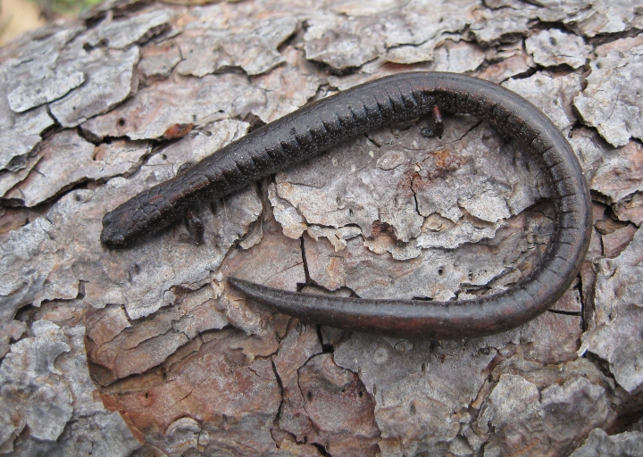 Slender Salamander